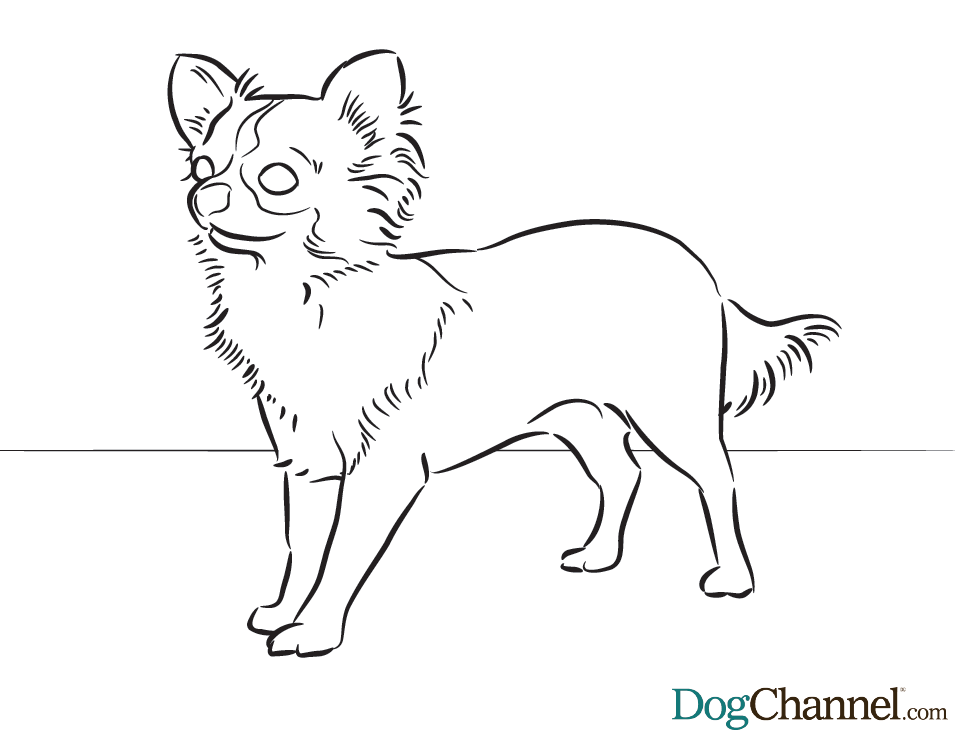 Chihuahua Coloring Pages 2 | Free Printable Coloring Pages