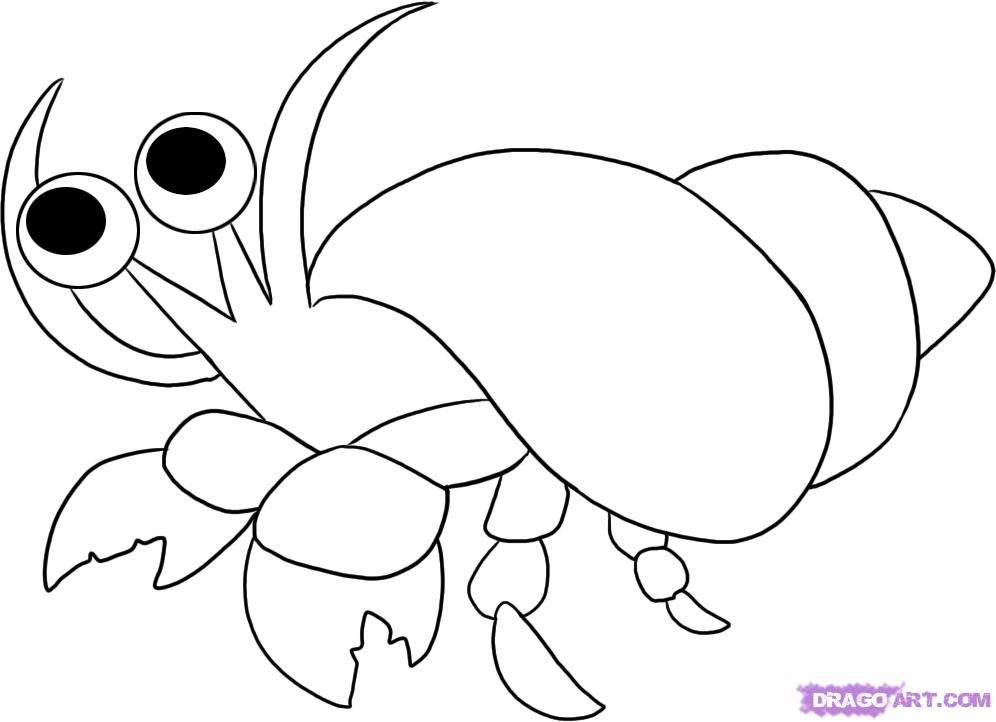 Draw a Hermit Crab, Step by Step, Drawing Sheets, Added by Dawn 