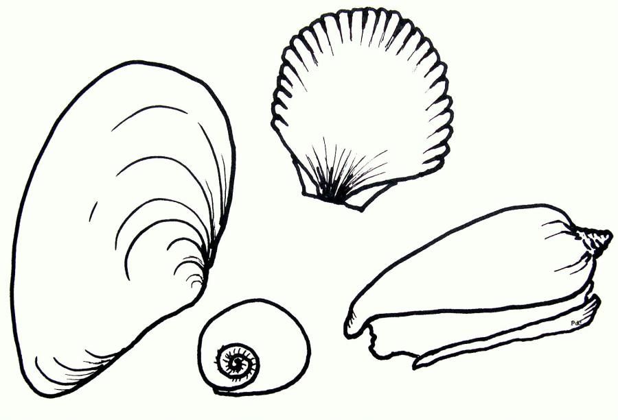 Animal Coloring Seashell Coloring Pages More Beach Scene Coloring 