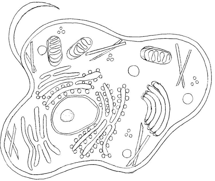 Plant And Animal Cell Coloring Page Coloring Home