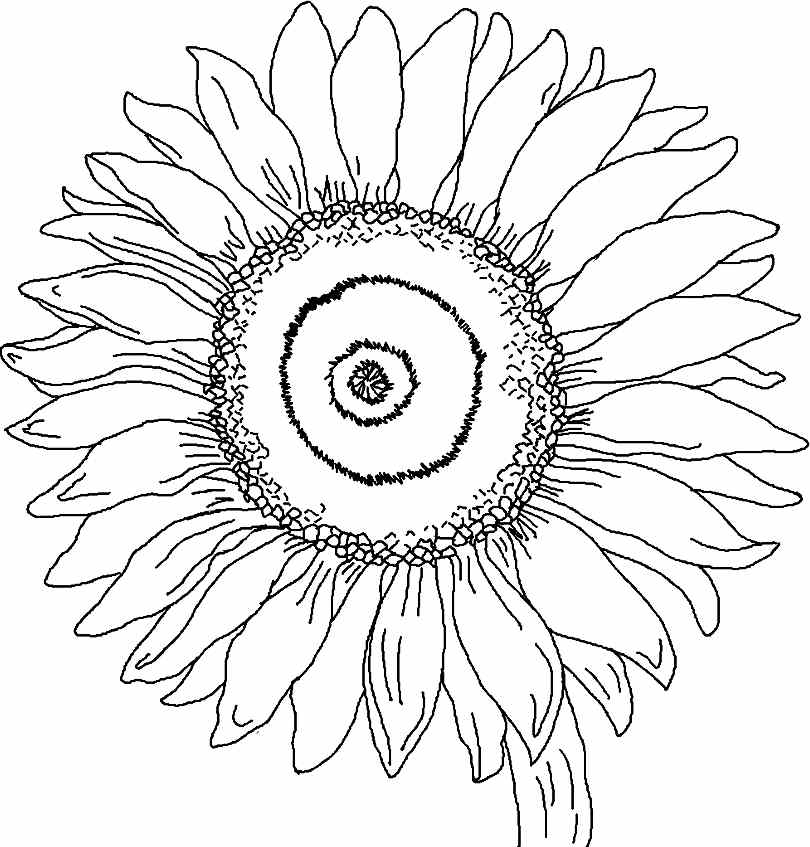 Printable Free Sunflower Flowers Colouring Pages For Little Kids #