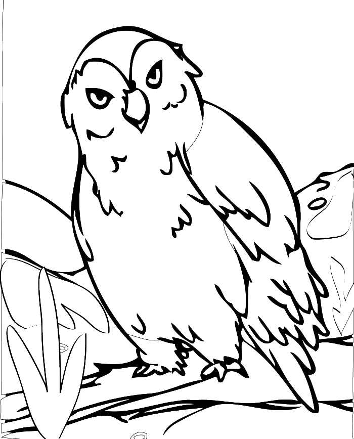 Owls Are Cute With Beautiful Feathers Coloring Pages - Owl 