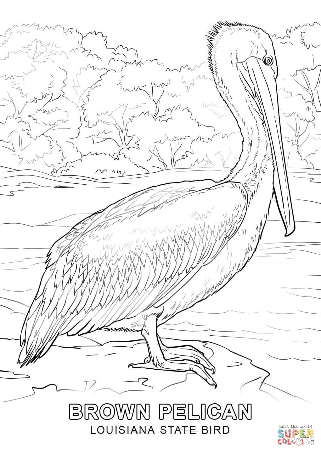 Louisiana State Bird coloring page: Brown Pelican