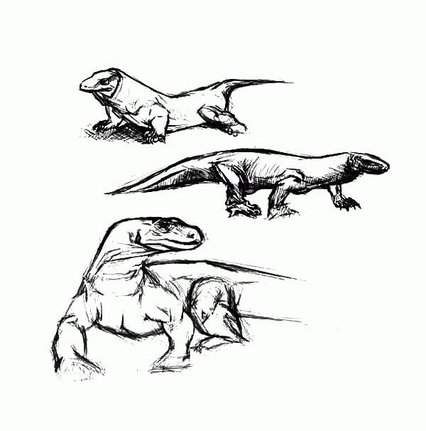 Komodo Dragon Coloring Pages - Coloring Home