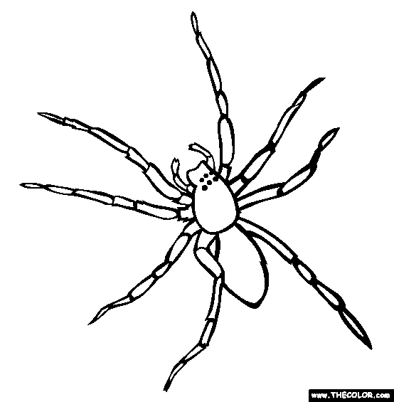 Spider Outline Coloring Home