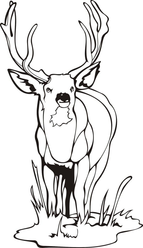 deer coloring pages brooklyn – Free Printables