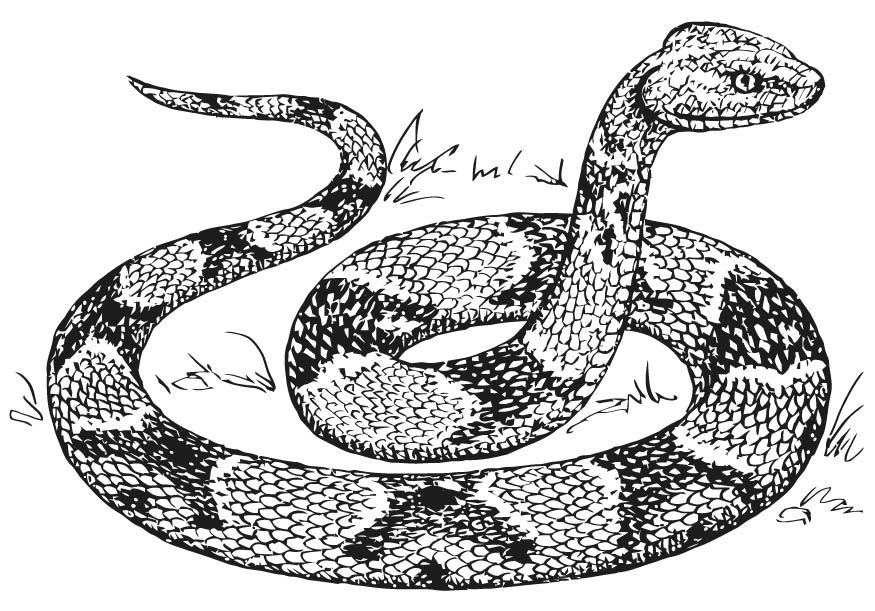 Free Printable Snake Coloring Page Coloring Home