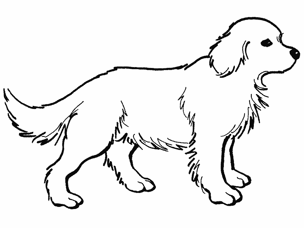 Golden Retriever Puppy Coloring Pages Printable Coloring Home