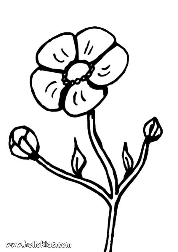FLOWER coloring pages - Tulip flower
