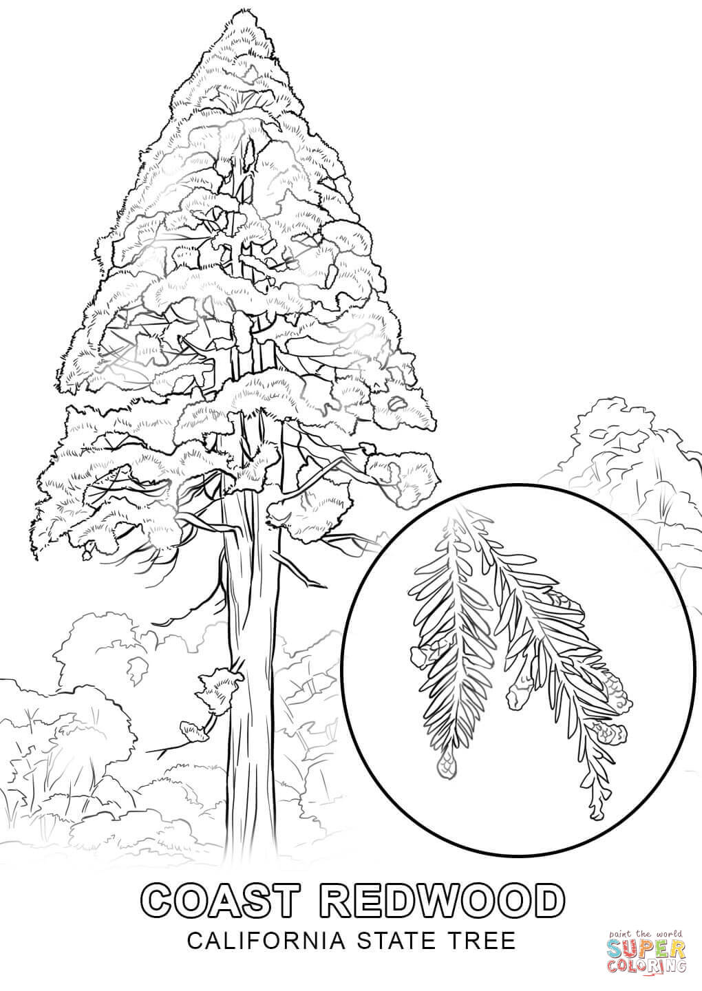 nebraska state tree coloring pages - photo #12
