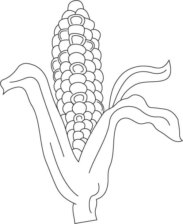 Indian Corn Coloring Template Sketch Coloring Page