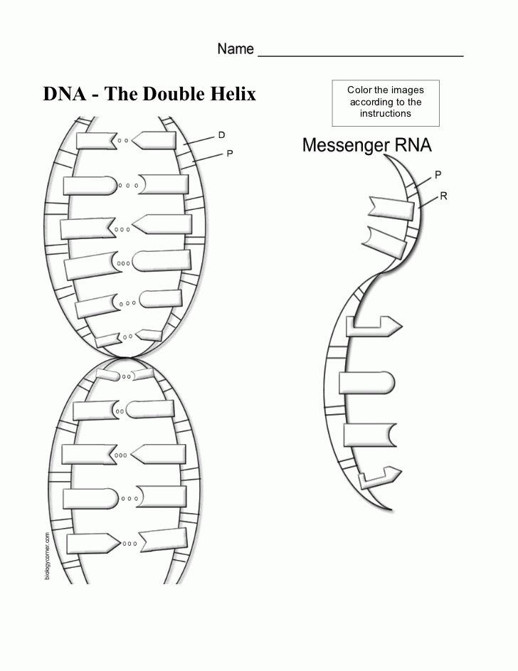 dna-the-double-helix-coloring-worksheet-answer-key-color-worksheets-dna-replication-kids