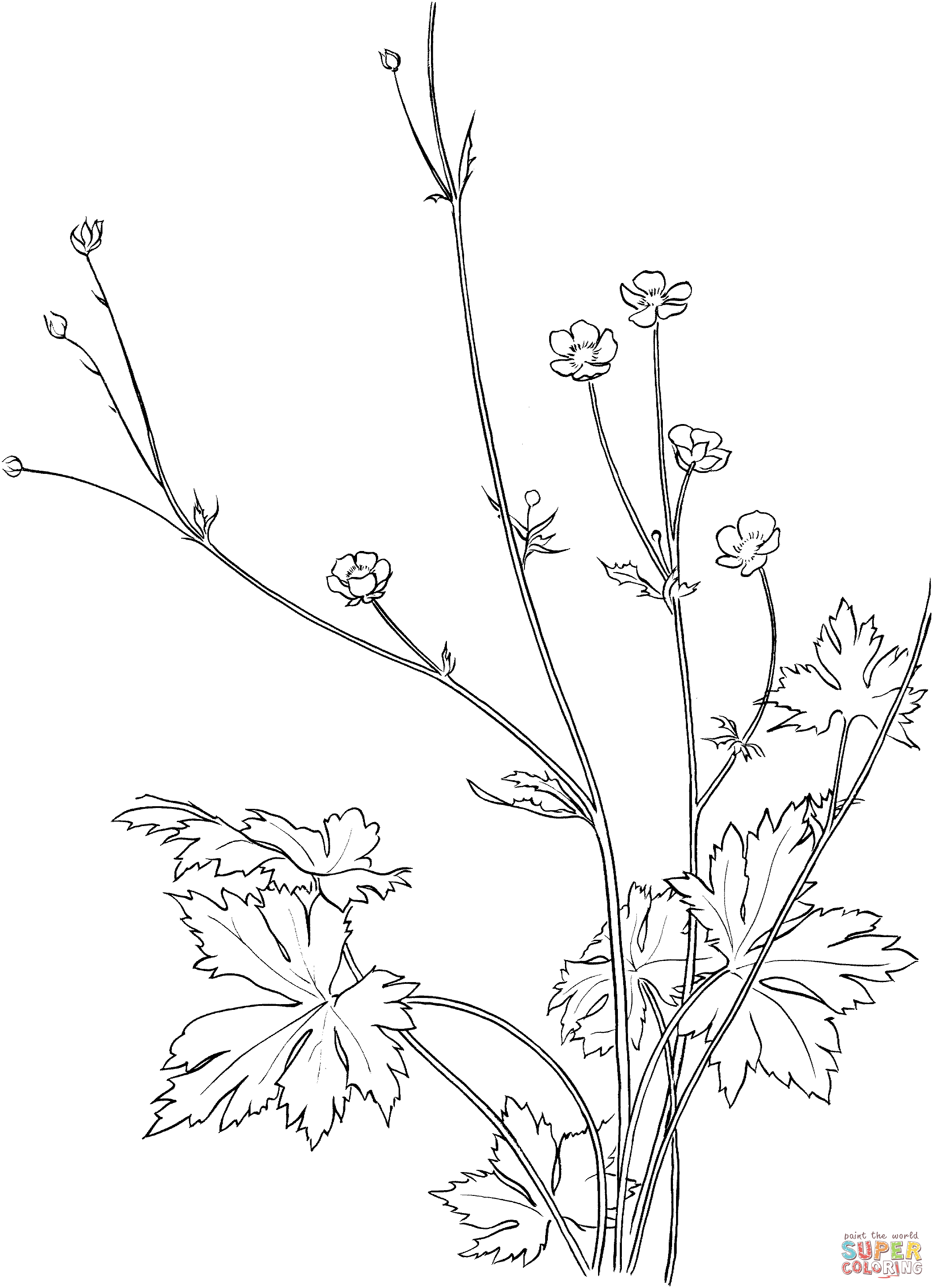 Buttercup coloring pages | Free Coloring Pages
