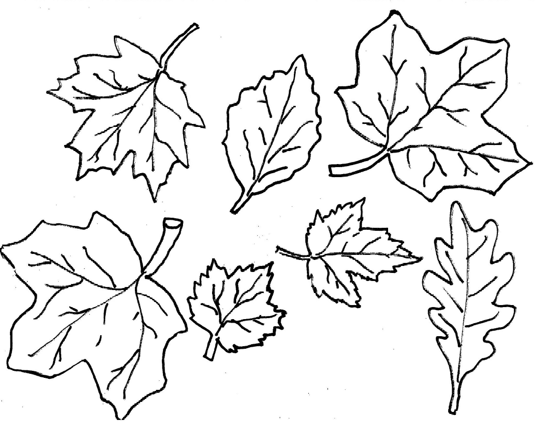 Leaves Coloring Pages Printable - Coloring Home