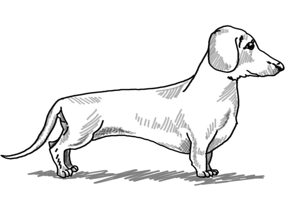 A Dachshund Coloring Page - Free Printable Coloring Pages for Kids