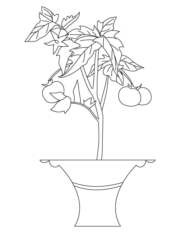 Best tomato plant coloring page | Download Free Best tomato plant coloring  page for kids | Best Coloring Pages
