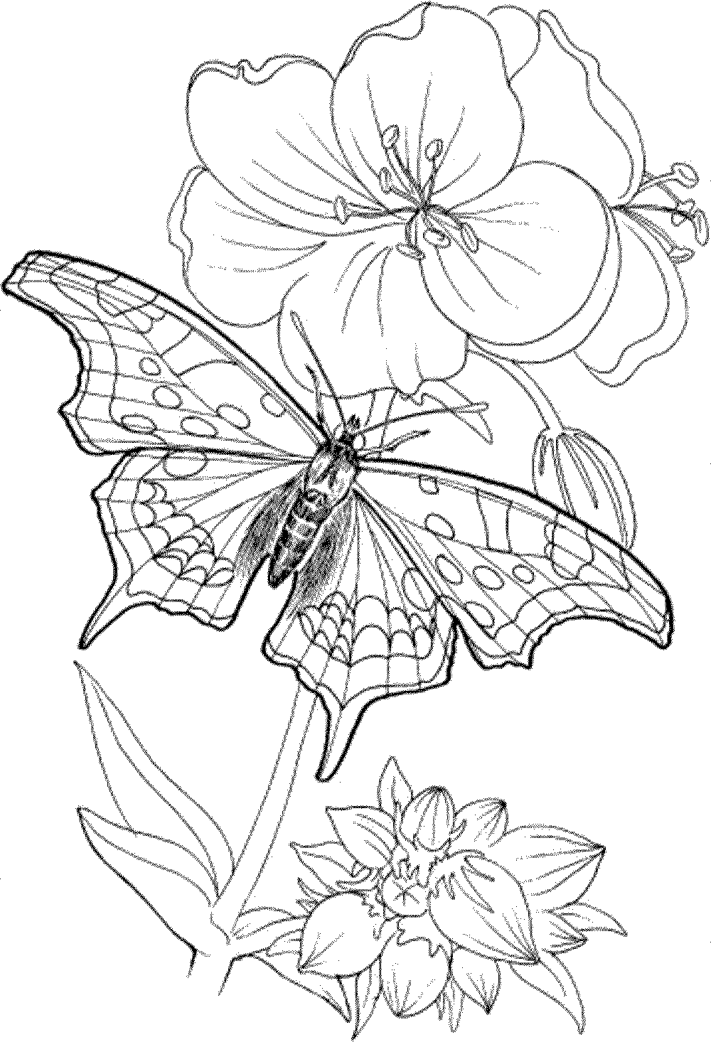 free-printable-coloring-pages-for-adults-only-easy-411-free-coloring