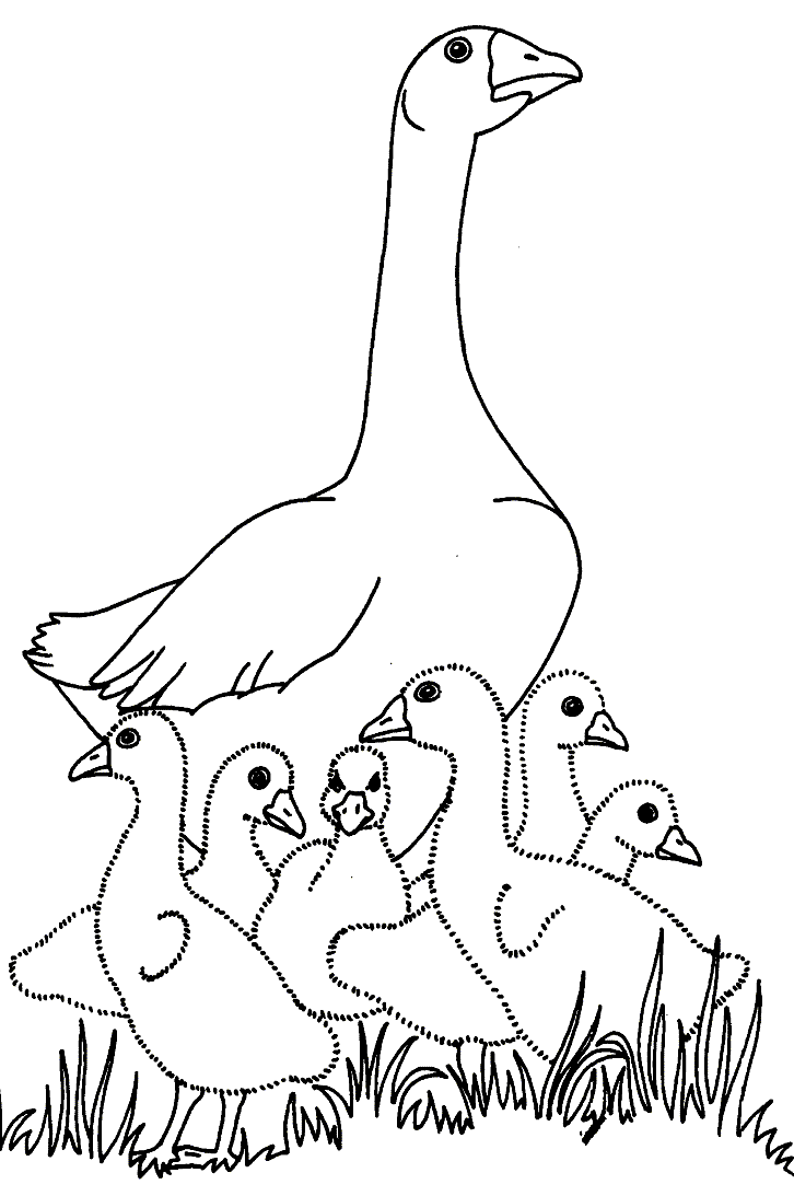 Baby Goose Colouring Pages Sketch Coloring Page Home