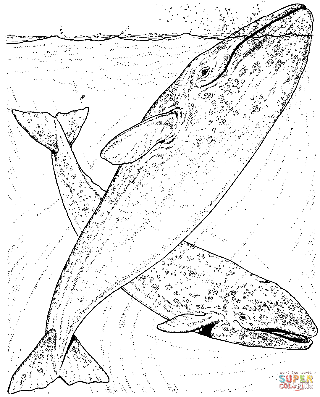 Humpback Whales Coloring Pages Coloring Home