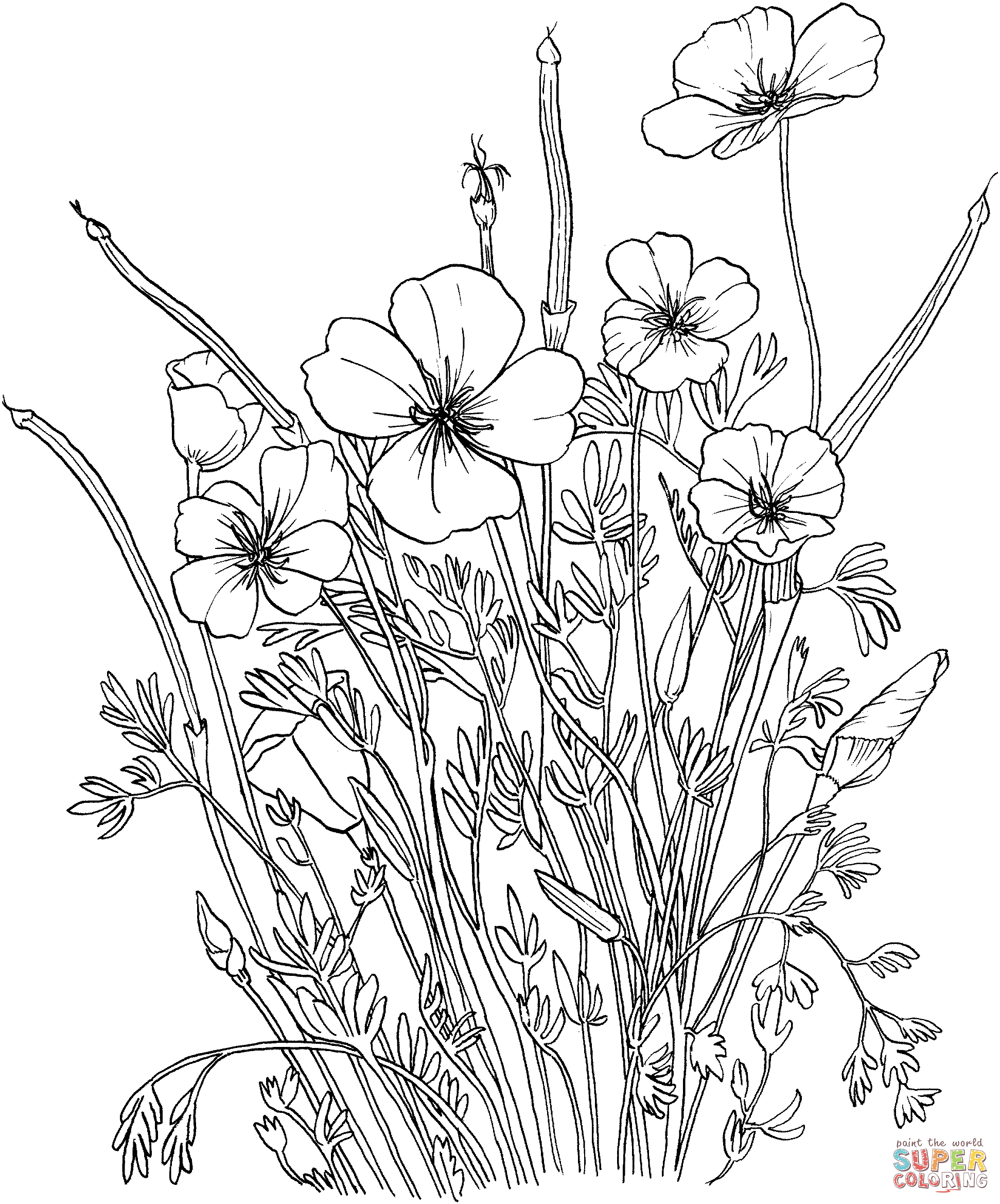 Coloring Pages Poppy Flower - Coloring Home