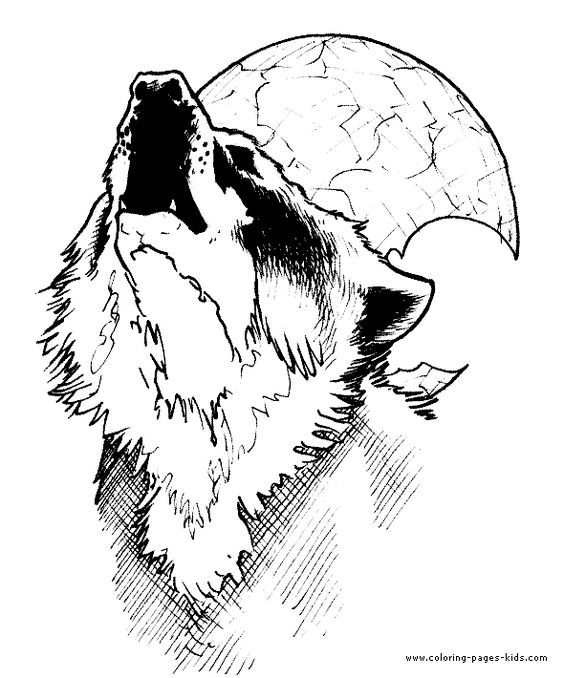 Wolf - Coloring Pages for Kids and for Adults