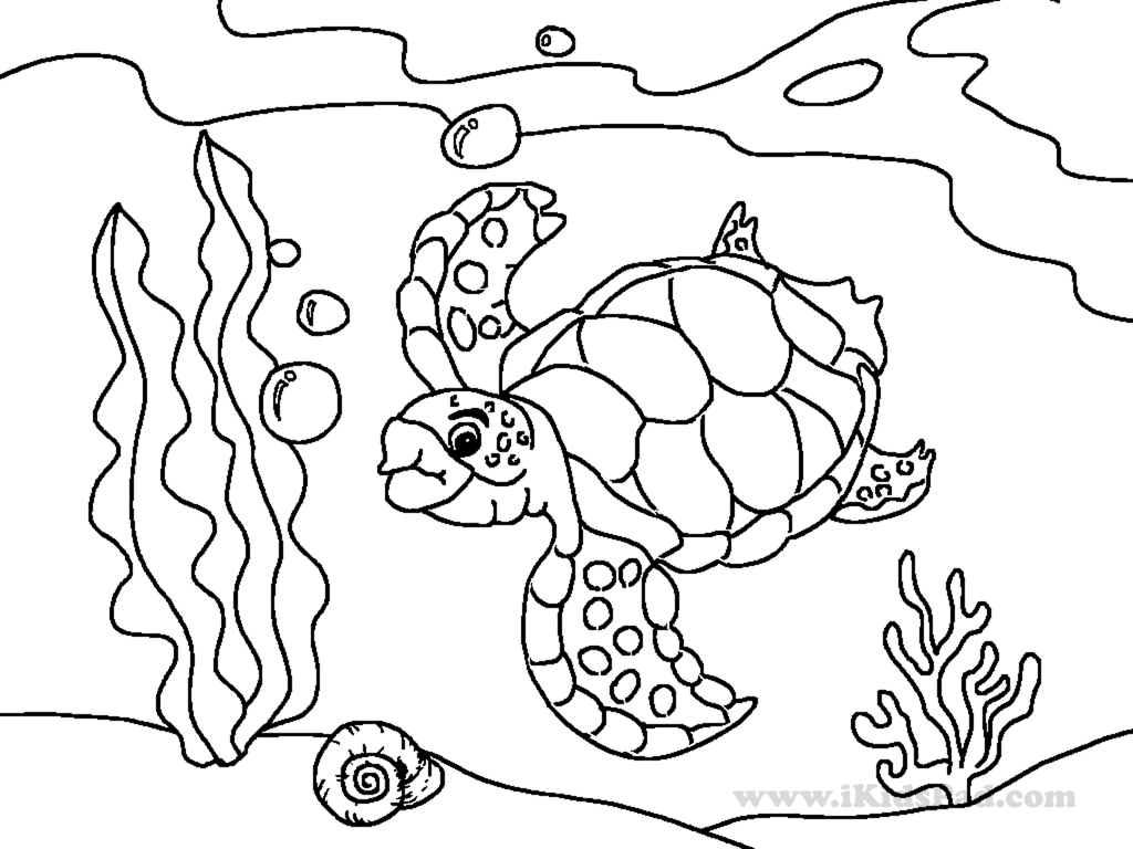 Baby Sea Turtles Coloring Pages   Coloring Home