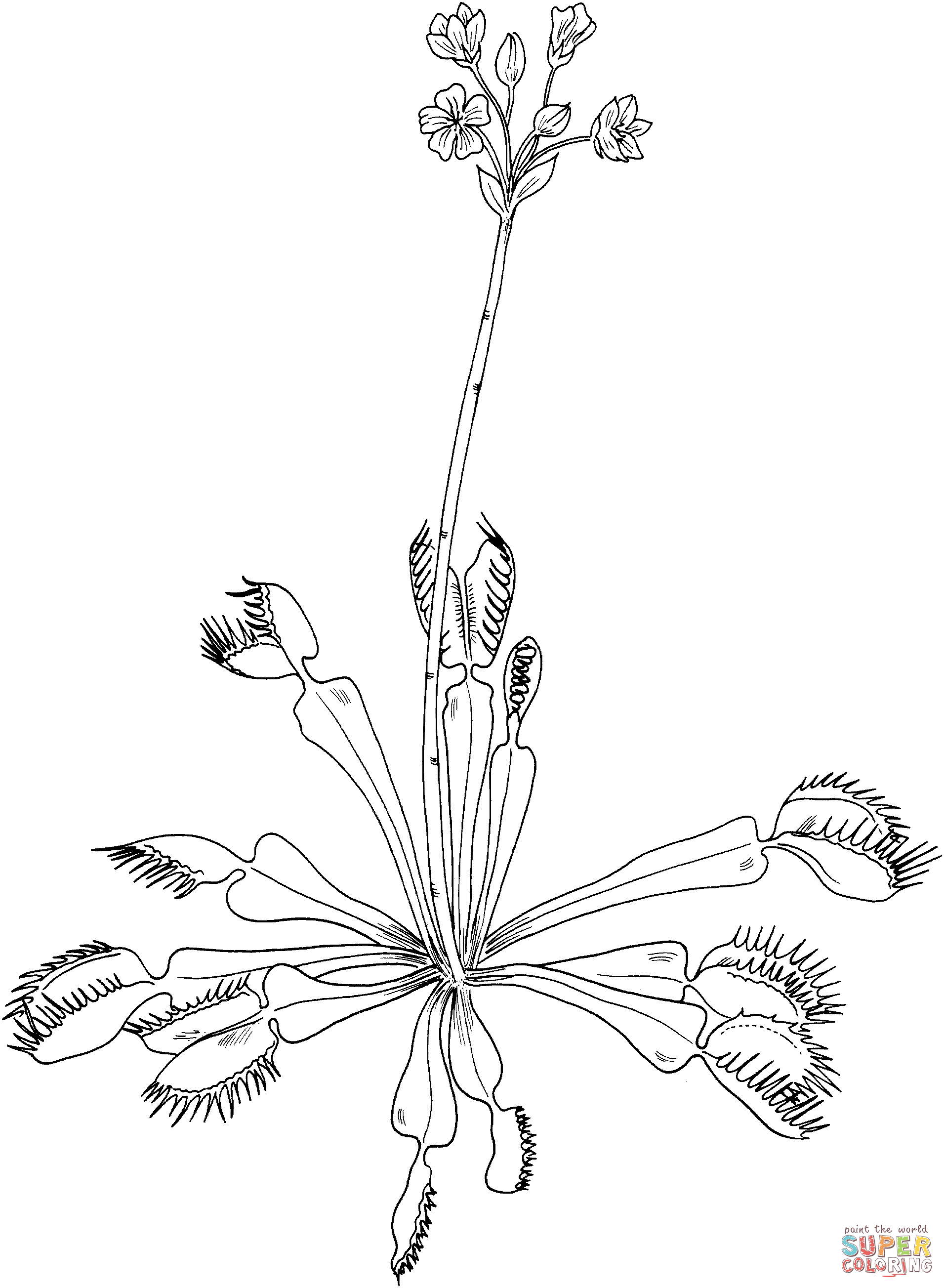 Venus Fly Trap coloring page | Free Printable Coloring Pages