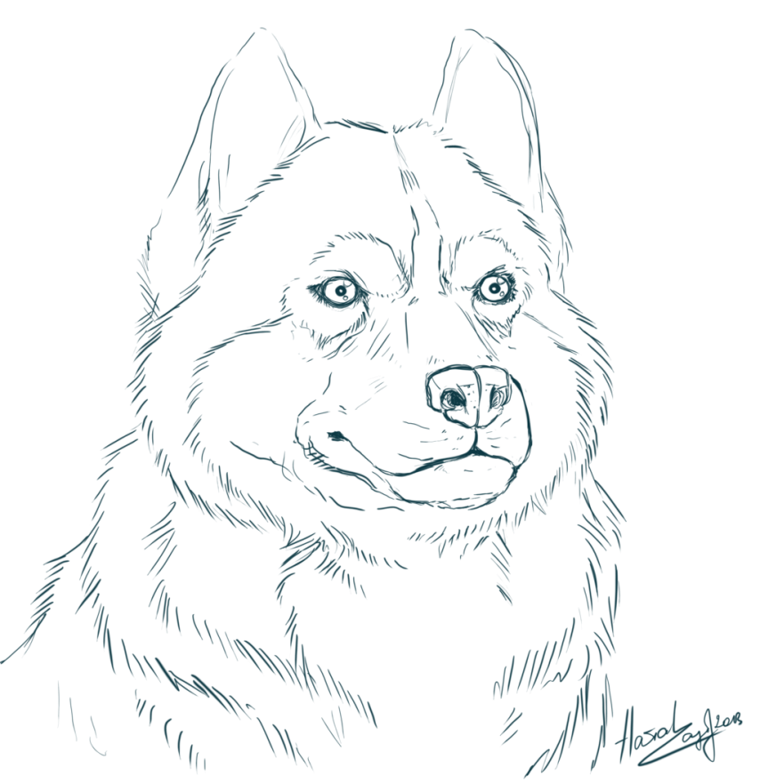 Coloring Husky Coloring Page Husky Coloring Page Coloring ...