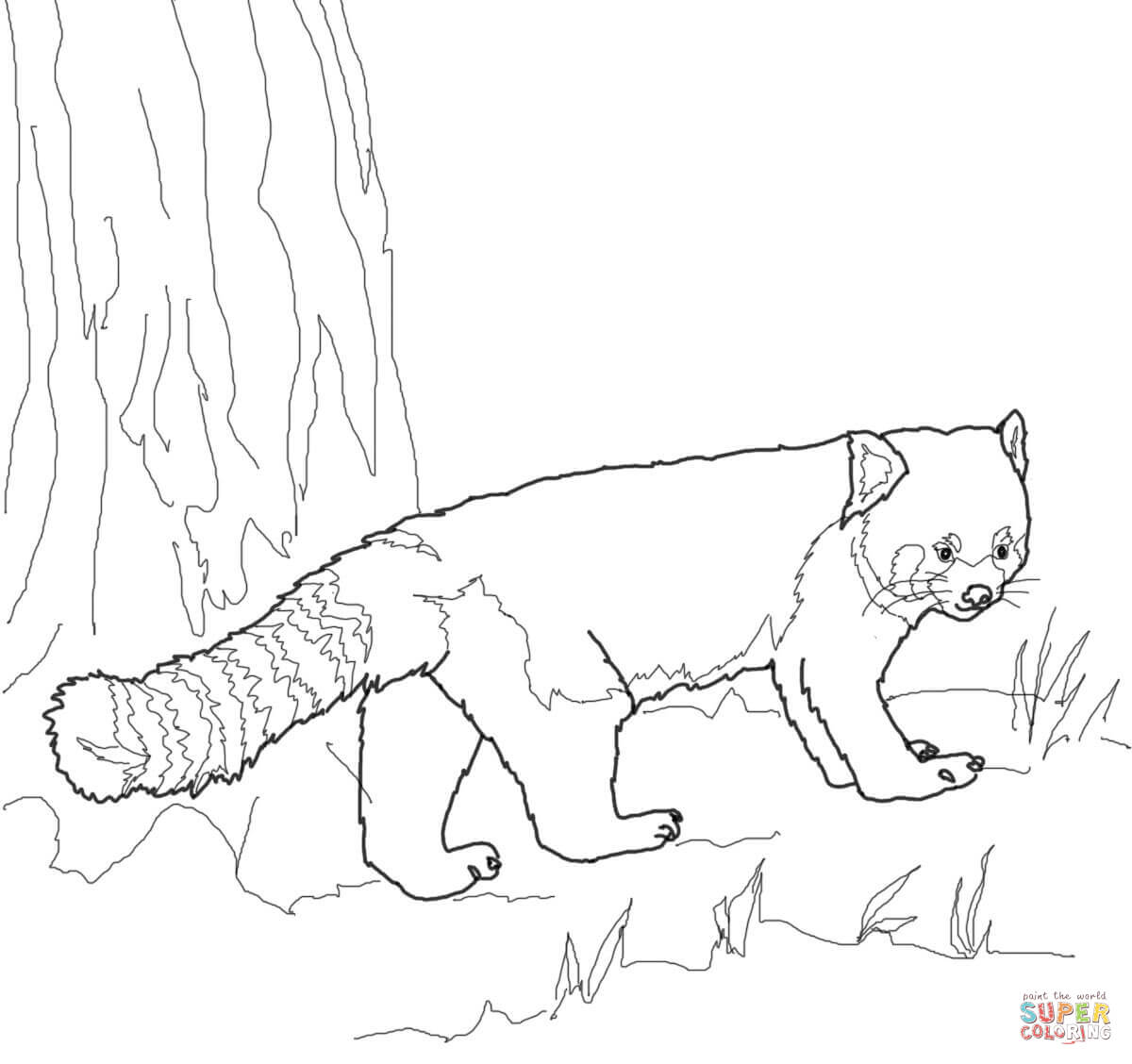 Red Panda coloring page | Free Printable Coloring Pages