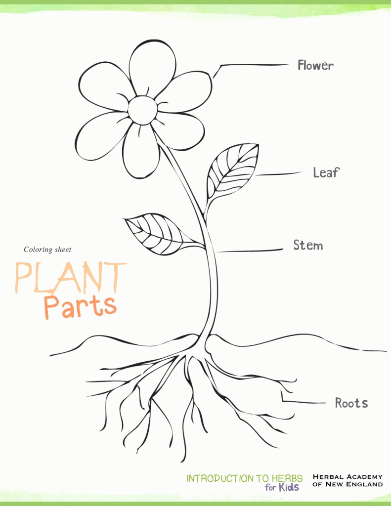 Parts Of A Plant Coloring Page Coloring Home