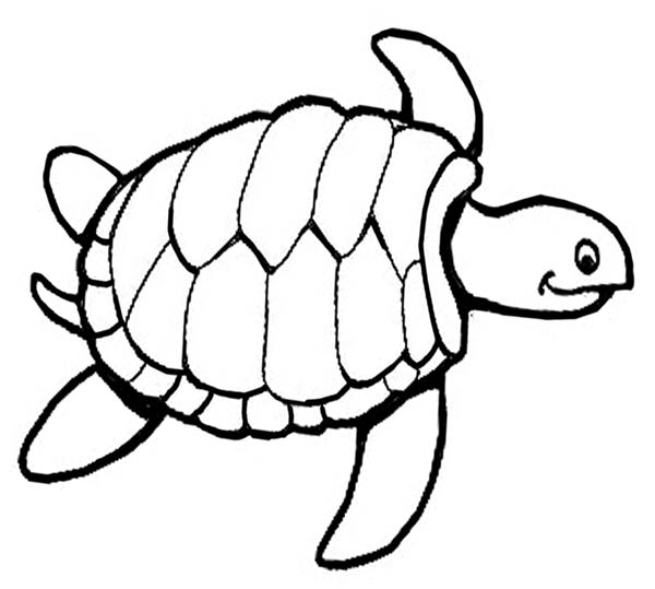 Easy Turtles Coloring Pages - Free Coloring Sheets