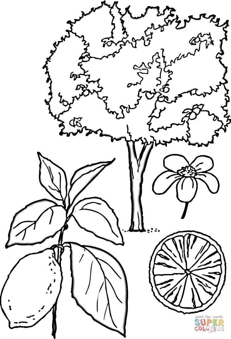 New Mexico State Tree Coloring Page Sketch Coloring Page