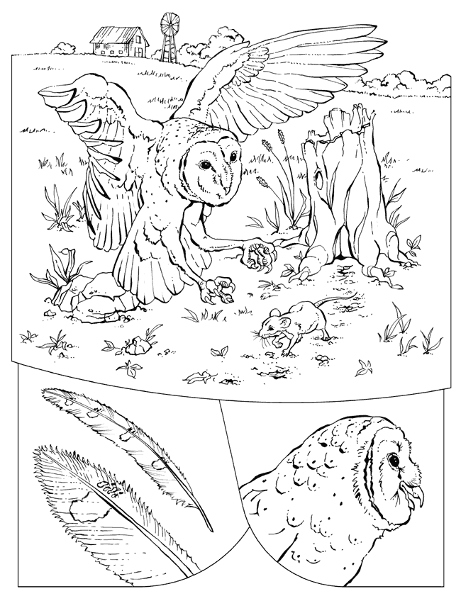 Barn Owl coloring page - Barn Owl free printable coloring pages ...