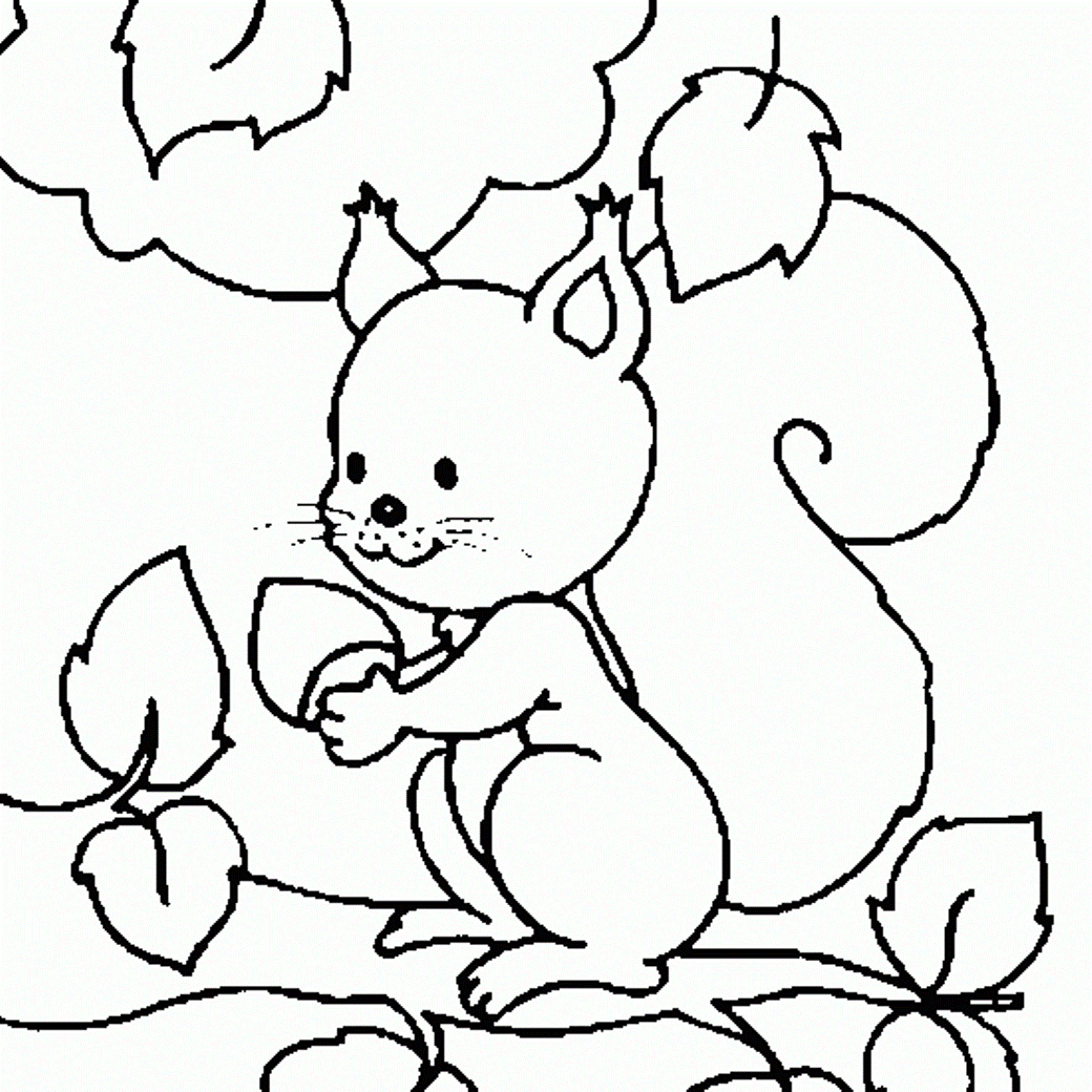 squirrel colouring pictures  squirrel coloring pages for