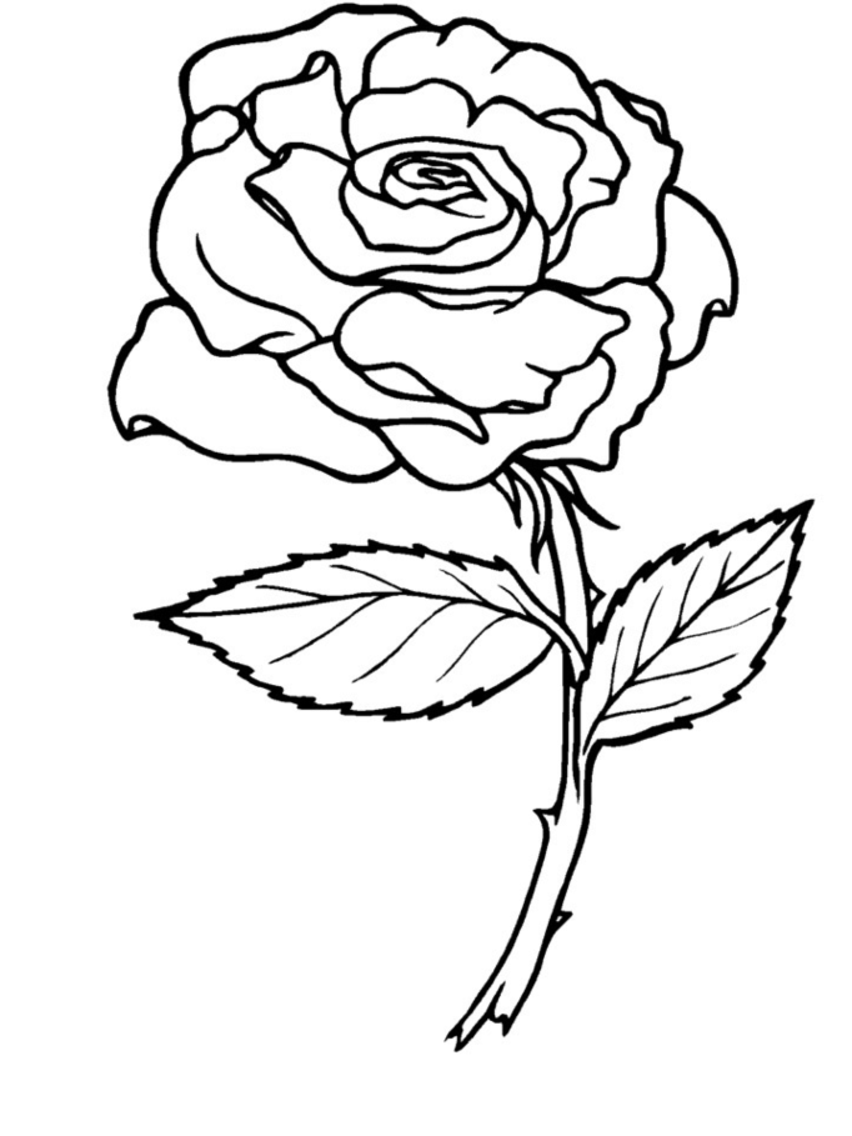 Rose Coloring Page | fanzdvrlistscom