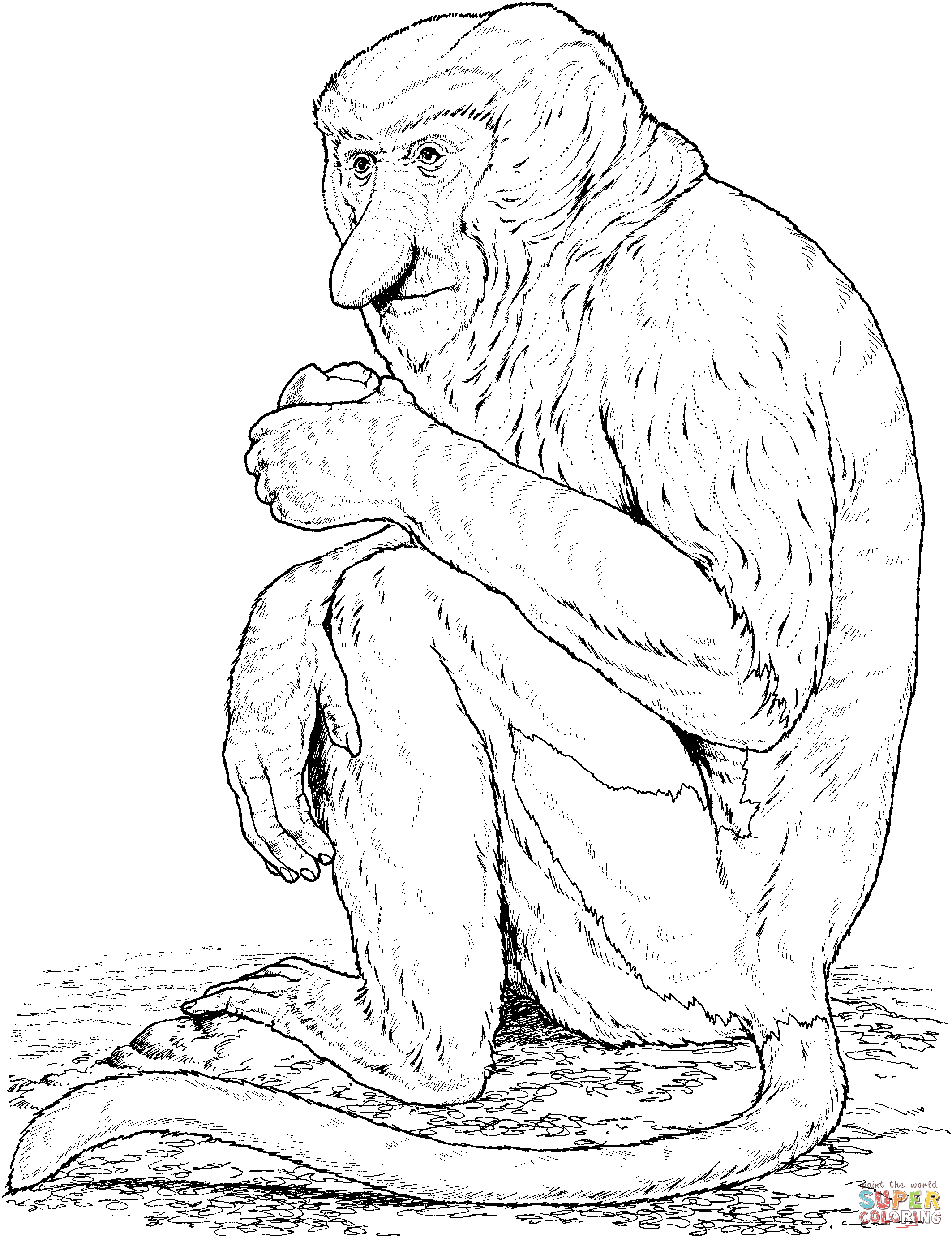 Proboscis Monkey coloring page | Free Printable Coloring Pages