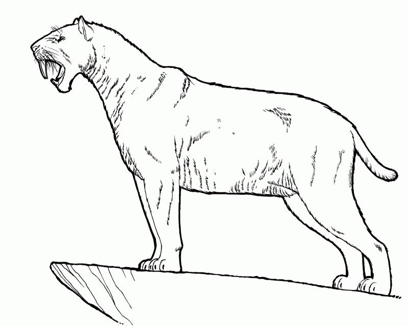 938 Animal Saber Tooth Tiger Coloring Page for Adult