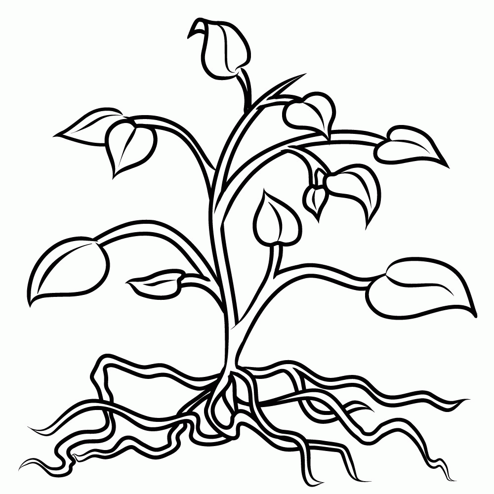 Coloring Sheet Plant Parts - High Quality Coloring Pages