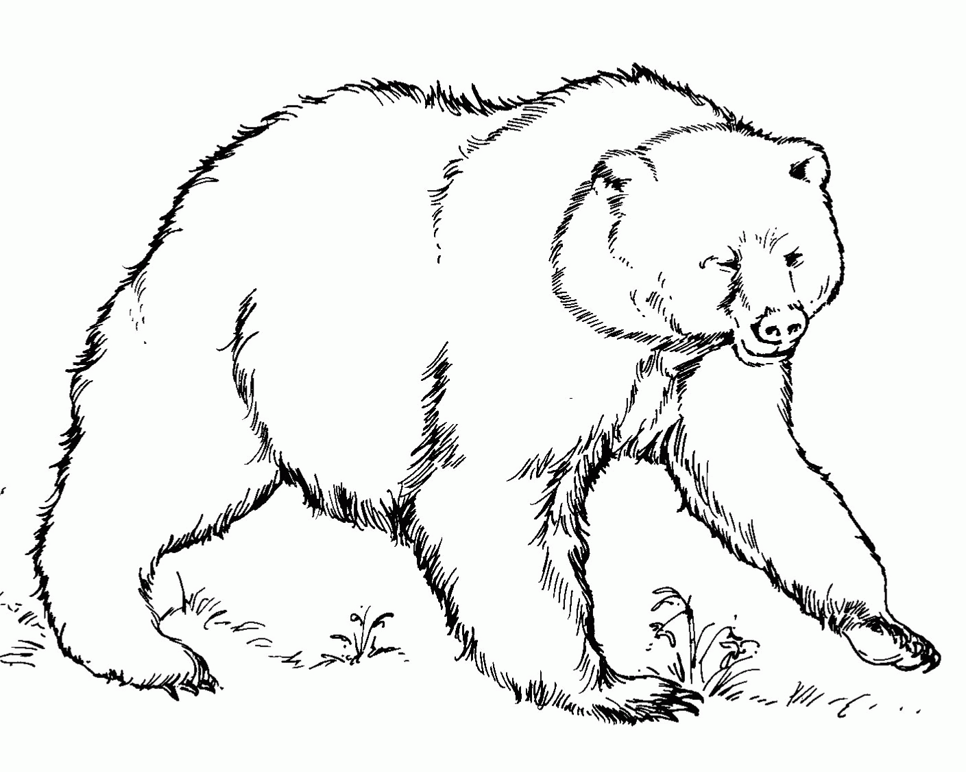 American Black Bear Coloring Page Coloring Home