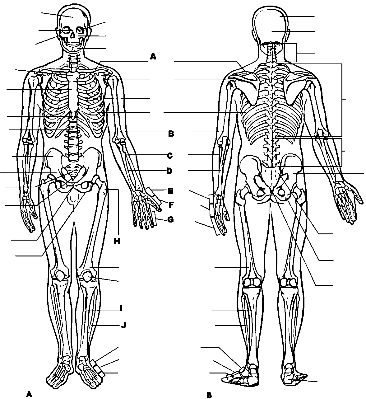 Anatomy And Physiology Coloring Page 04 | Wecoloringpage