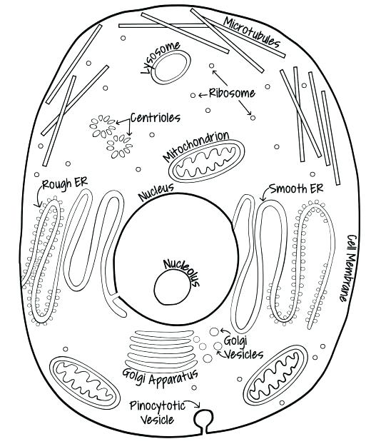 coloring book: Biology Coloring Book Animal Cell