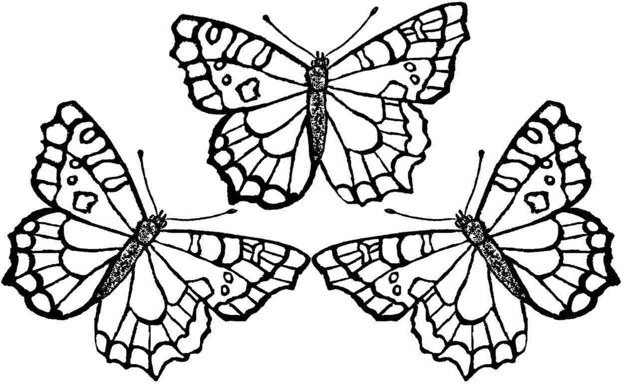 Free Printable Adult Coloring Pages Butterflies