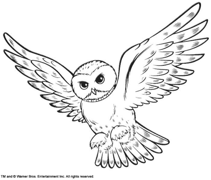Hedwig | Harry potter clip art, Ausmalbilder eulen, Harry potter decke