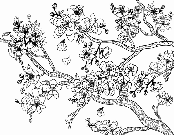 √ 27 Cherry Blossom Coloring Page | Giancarlosopoblog.com