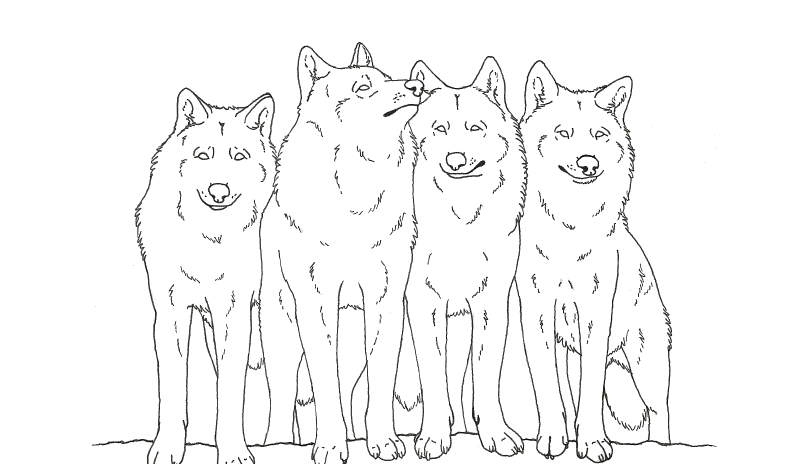 Wolf Pack Coloring Pages   Coloring Home