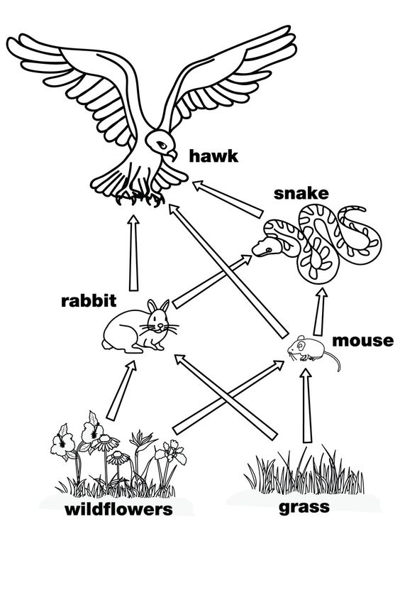 Food Chain Coloring Page