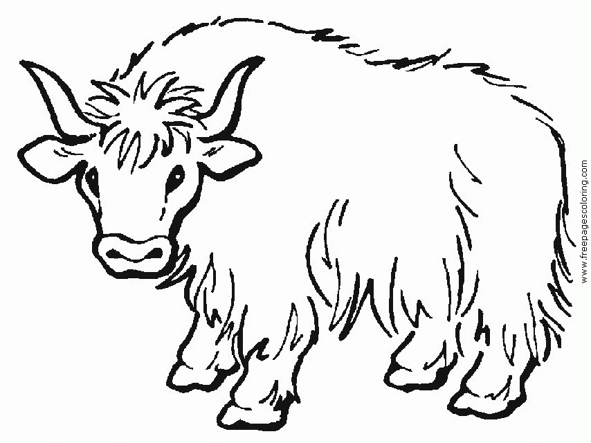 Yak Animal Picture - Cliparts.co