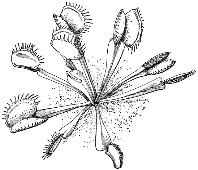 Venus Fly Trap Coloring Page - Coloring Home