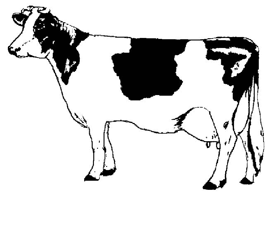 cow-coloring-pages-free-printable-coloring-home