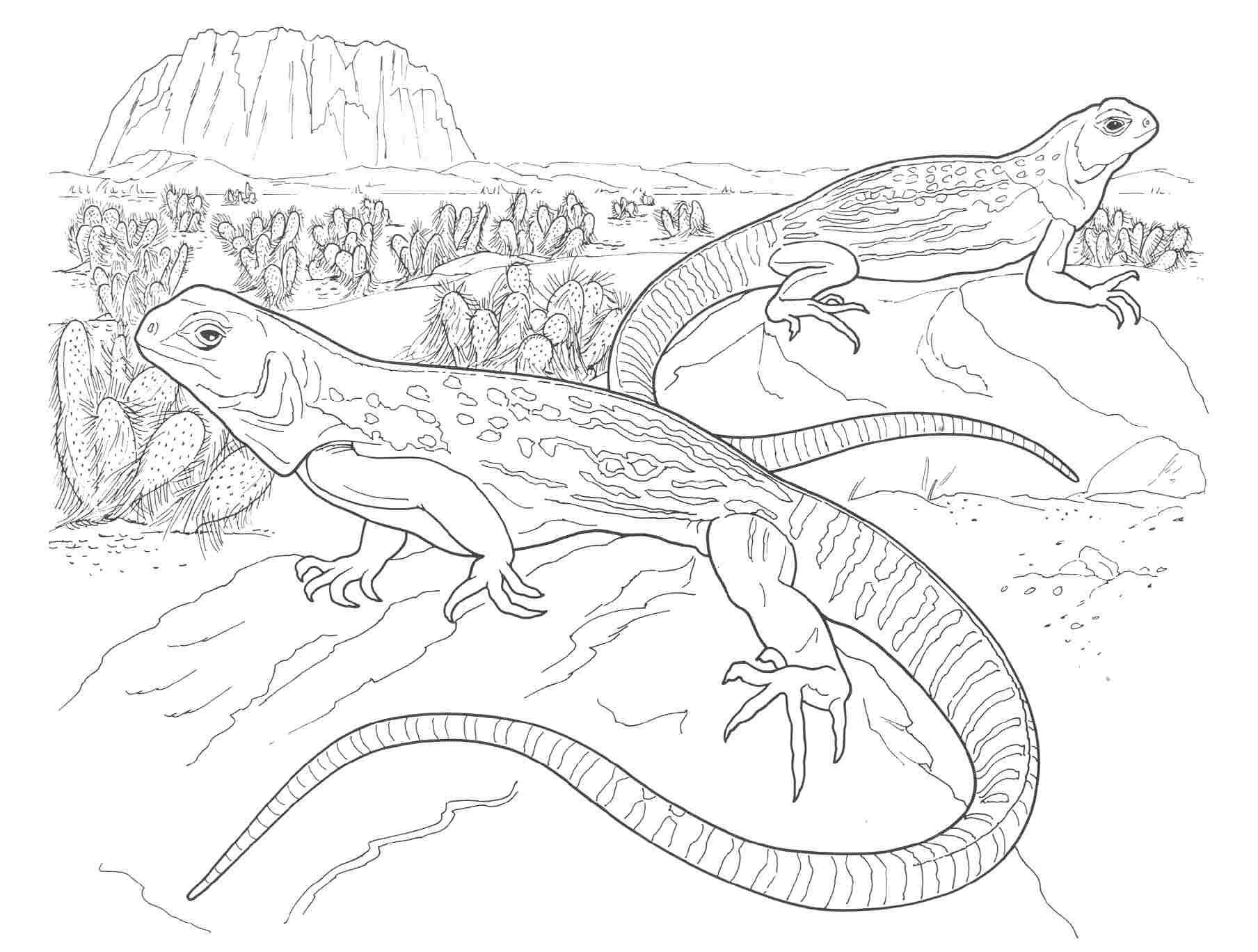 Free Printable Desert Animal Coloring Pages - High Quality ...